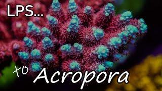 Intro to Acropora Coral Care | The Modern Reefer's Predicament | SPS