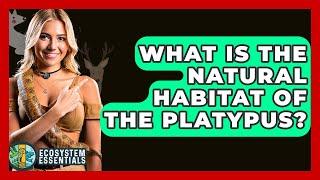 What Is The Natural Habitat Of The Platypus? - Ecosystem Essentials