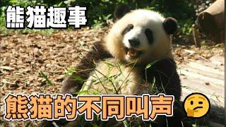 熊猫趣事，那些你不知道的熊猫世界，大熊猫的不同叫声#panda #熊猫 #百科 #萌宠