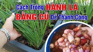 Cách trồng hành lá bằng củ rất dễ thành công