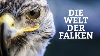 Die Welt der Falken (TIERDOKUMENTATION l Ganze Dokumentation auf Deutsch, Film kostenlos anschauen)