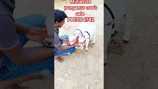 Miniature punganur cow's sale 7993104742