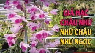 Giả Hạc Châu Như Đẹp Như Châu Như Ngọc Cam Kết 100% Bạn Sẽ Mê Ngay Từ Cái Nhìn Đầu Tiên