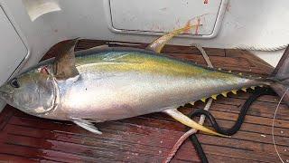 BIG YELLOWFIN TUNA SYDNEY