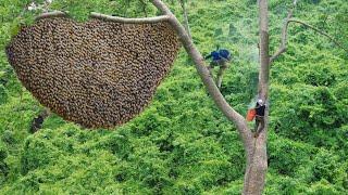 These are the best wild honey harvesters in Asia. - Forest honey