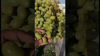 #dates #season #qatar #shorts