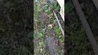борьба с крысами #дача
