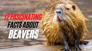Beaver True Facts | 12 Amazing Facts About Beaver