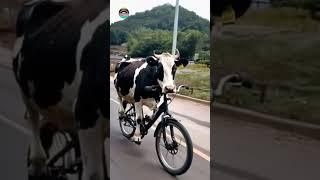 #shortsfeed #viralvideo #crazy  #cow #shorts #instagram   #ai #trending #subscribe #funny  #like