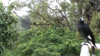 Currawong song