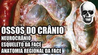 Ossos do Crânio: Neurocrânio e Esqueleto da Face - Anatomia Humana - VideoAula 136 -