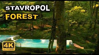 Walk through the forest in the city of Stavropol, video in 4K quality