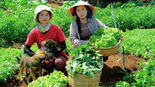 Harvesting Lettuce Goes To Market Sell - Mix cement, Pour The Foundation, Tile the Floor, Cooking