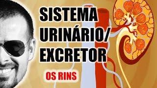 Sistema Excretor/Urinário - Os Rins e a filtragem do sangue - Anatomia Humana - VideoAula 030