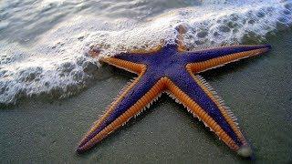 Các starfish cho trẻ em bằng tiếng Anh với phát âm (và với hình ảnh)