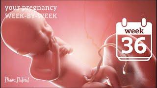 36 Weeks Pregnant - Natural Pregnancy Week-By-Week