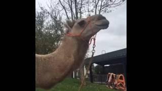 Preparing Camels for Rides