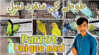 Parrot birds Unique nasl .| Pakistan market| Lahore Market| Karachi market|