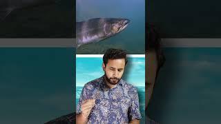 How Tech Companies Are Saving SALMON FISH From EXTINCTION , AMAZING Facts #facts #factsinhindi