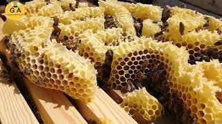 (1.BÖLÜM) 26 06 2022  Çıtaların üzerindeki mumun zararı. beekeeping. arıcılık.