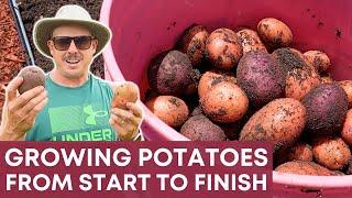 Complete Potato Growing Guide: Planting to Harvest