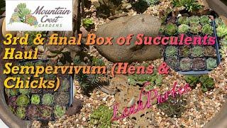 Mountain Crest Garden Sempervivum (Hens & Chicks) Tray || 3rd & Final Box of Succulent Haul