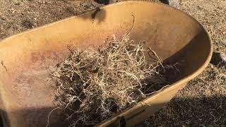 How To Get Rid of Bermuda Grass in Your Garden and Landscape