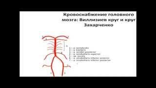 Кровоснабжение головного мозга.  Виллизиев круг