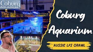 Aussie LFS Crawl - Coburg Aquarium