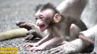 A baby monkey that keeps crying