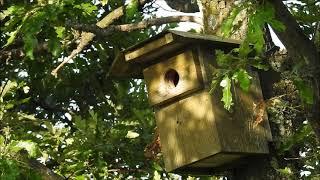 Hoopoe (Upupa epops) in the nestbox