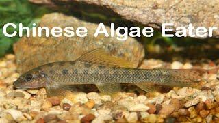 Fish Species Profile: Chinese Algae Eater