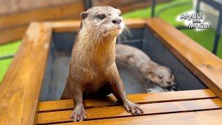 A Smug Face Otter in the Outdoor Bath in the Yard [Otter Life Day 928]