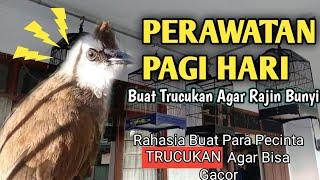 Perawatan Trucukan Biar Cepat Gacor || Di Pagi Hari