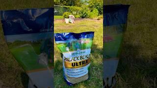 Quality Grass Seed - Bare Spots & Overseeding #falllawncare #grassseed #overseeding