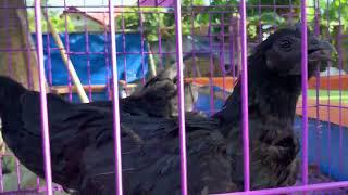 Ayam cemani (FOR SALE )