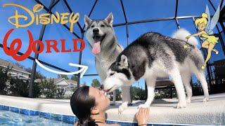 Husky Dog Goes SWIMMING AT DISNEY WORLD!!!