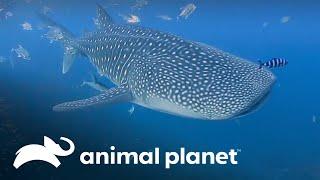 Conociendo más acerca de los tiburones ballenas  | Los Irwin | Animal Planet