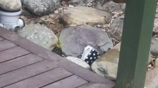 Cheeky Weka  drinking my cup of tea