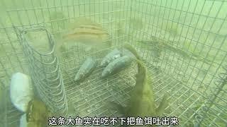 一个大铁笼里面放下了鱼饵放在海底处，并安装摄像头，记录了鱼儿进来进食的情况