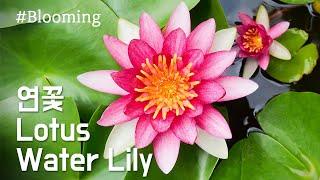 연꽃 피는 모습 / Water Lily, Lotus / 개화