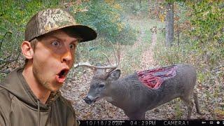 Trail Camera Photos You Have to See to Believe