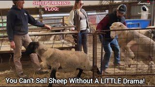 You Can't Sell Sheep Without A LITTLE Drama!