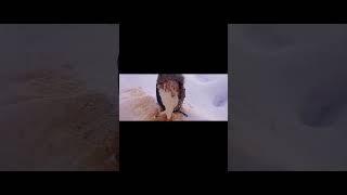 Центр Специальной Подготовки Каскад. Трейлер Канала #shorts #sport
