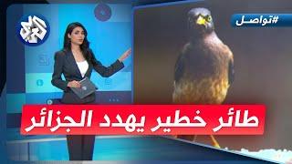 طائر خطير يثير الرعب في الجزائر.. ما هو؟ │ تواصل