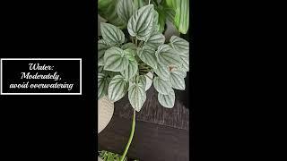 Peperomia Frost info & care tips ️