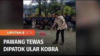 Pawang Tewas Dipatuk Ular Kobra | Liputan 6