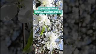 ЦВЕТЫ ЯБЛОНИ В МАГИ И БЫТУ 🩷 #цветыяблони #яблоня #магиярастений #