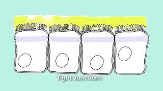 Cell Junctions for Anatomy and Physiology - Gap, Cadherens, Adherens, Anchoring, Tight, Desmisomes..