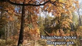 Что-то происходит, от нас не зависит. Природа, осень, листопад#97